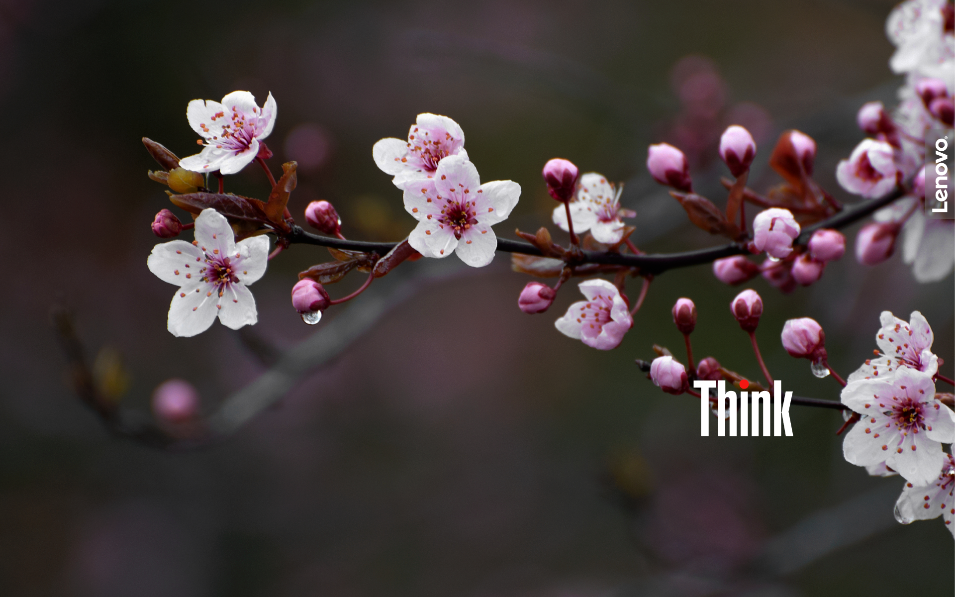 Spring_1.png