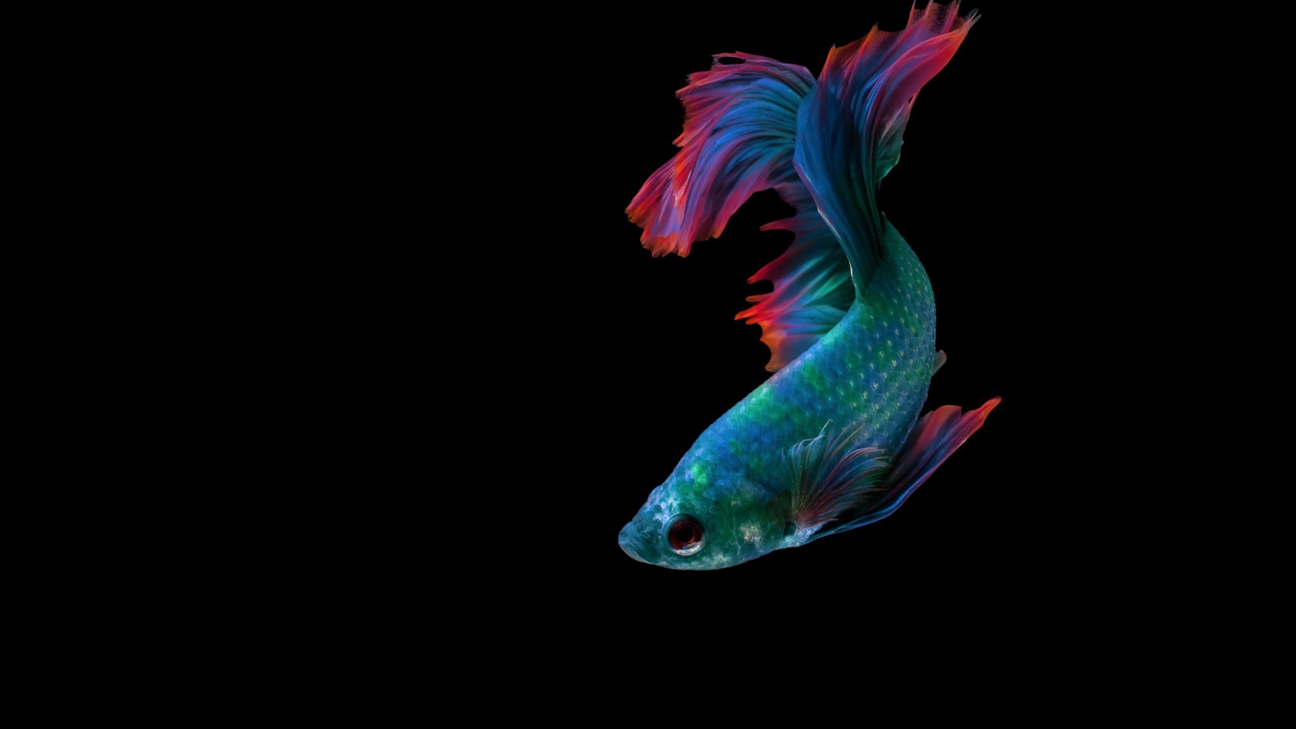 Think_OLED.png
