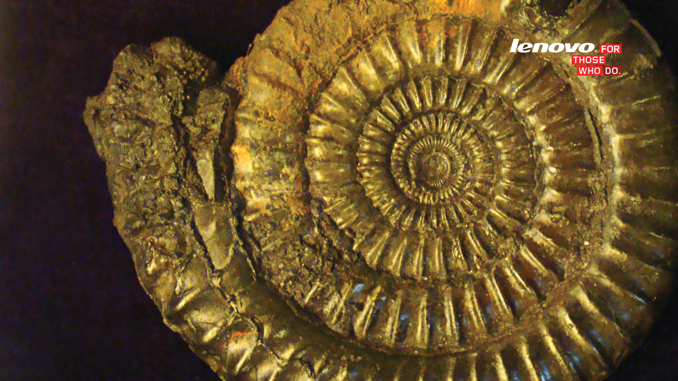 Ammonite.png