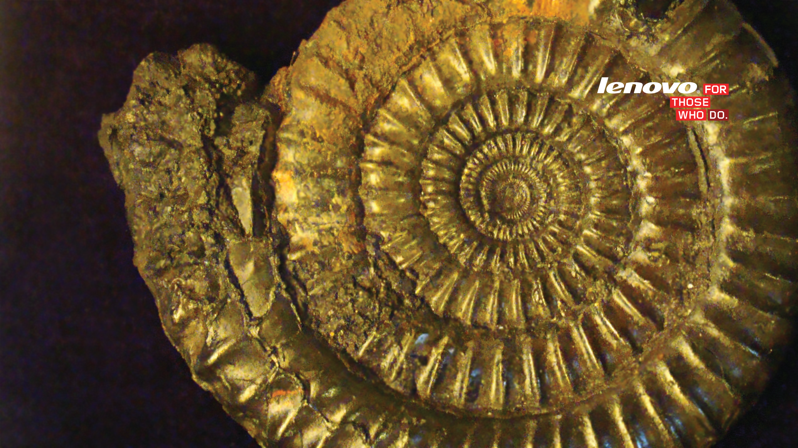 Ammonite_1.png